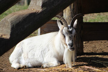 goat on the farm