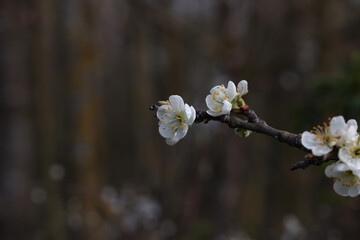 Selective focus shot of blooming blackthorn branches in the forest in spring