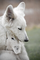 Obraz na płótnie Canvas White swiss shepherd mom and puppy
