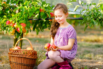Portrait of little schoool girl in colorful clothes and rubber gum boots with red apples in organic...