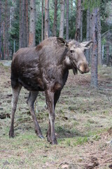 moose in the woods