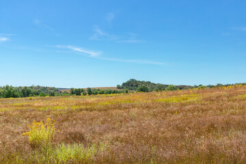 A wide field of dried grass under a blue sky