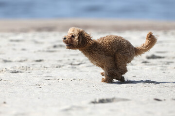 The little poodle plays by the sea