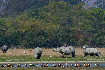 Five Greater One Horned Rhinos Are Grazing In The Field