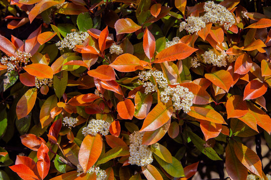 Shrub of Fraser Photinia "little red Robin" with flowers