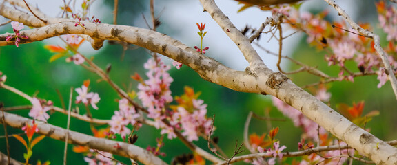 Beautiful panoramic view of branches with pink flowers in spring. Fresh foliage in the forest in nature.