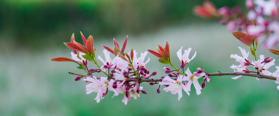 Pink flower blooms spring background.