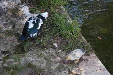 バリケンの親子