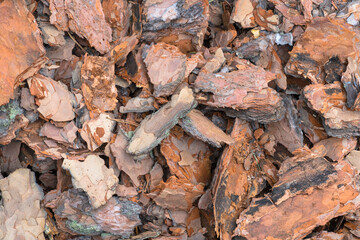 Pine bark fallen from a tree in spring texture or background