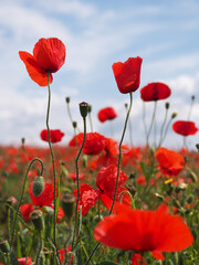 Preciosas amapolas en el campo