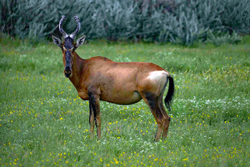 Eigentliche Kuhantilope