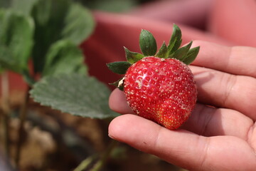 Holding a big red juicy strawberry on hands after harvesting from the backyard kitchen garden.