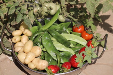 A basket full of home grown organic veggies- potatoes, beans and tomatoes. Food rich in vitamins keep us healthy.