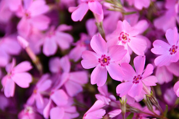 Fototapeta na wymiar ピンク色の芝桜