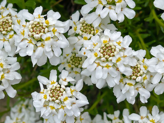 white spring flower heads of Iberis sempervirens in green leafs background, full frame