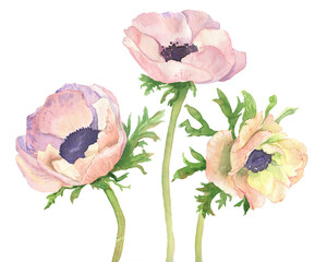 Three pink anemone flowers on long stems. Watercolor illustration.