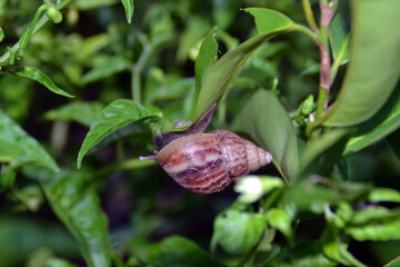 the snail sticks under the leaves