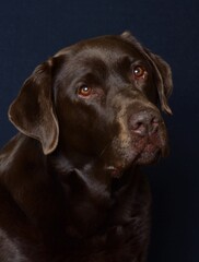 portrait of brown labrador on black background