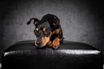 Portrait Hund auf Hocker mit Leckerlie essen und grauem Hintergrund