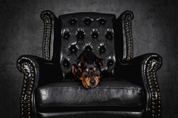 Portrait Hund auf schwarzem Sessel im liegen sitzen und stehen mit grauem Hintergrund