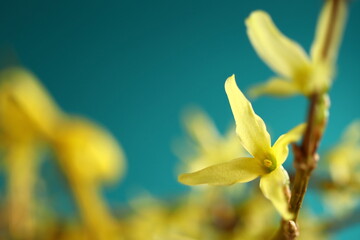 Forsythia intermedia. Close-up of yellow small flowers against a turquoise background.