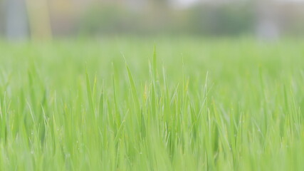 Campo di erba verde, primo piano sui fili d'erba