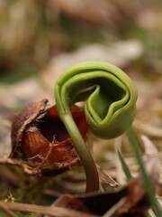 Acer. germination of new maple seeds. Detail.