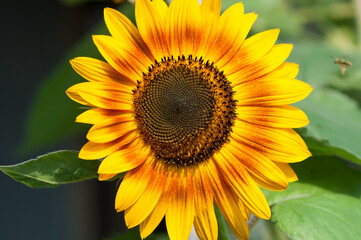 coloured sunflower or helianthus annuus featuring a darker clayish-orange spotted interior - landscape orientation