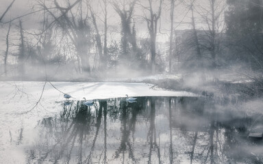 The (frozen) Swan Lake, Tervuren, Flanders, Belgium