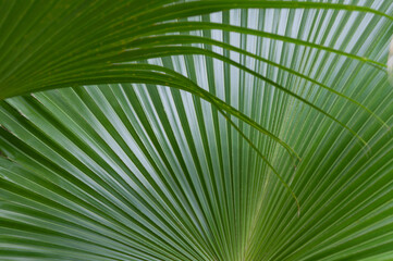 Obraz premium detail of fan palms (arecacea)