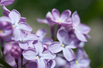 lilac or syringa vulgaris stretching for the sun, featuring a darkish grey-green bokeh background - landscape orientation