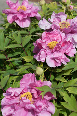 deep pink tree peony blossoms (paeonia moutan) in a garden