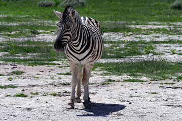 Steppen Zebra