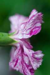 close up of a striated magenta pink and white dianthus (carnation)flower with water drops