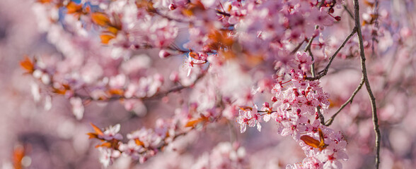 Beautiful spring border, bright blooming cherry tree on a blue soft sky. Flowering cherry flowers closeup with blurred romantic scene. Natural sunlight, floral ornamental forest nature. Spring garden