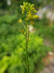 beet armyworm injured on green mustard flower in VietNam.