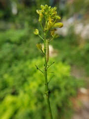 beet armyworm injured on green mustard flower in VietNam.