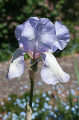 lavender and white purple iris flower