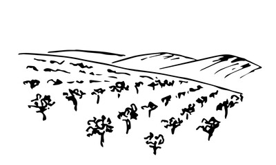 Hand drawn ink vector simple drawing. Vineyard landscape, rows of grape bushes, fruit trees, silhouette of mountains on the horizon. Engraving style, label printing, wine list, countryside, farming.