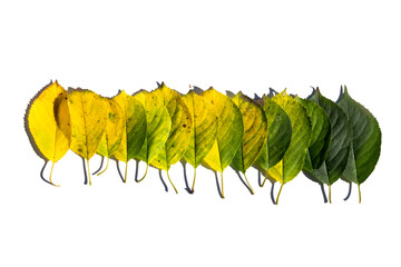 Obraz premium Colorful multicolored autumn leaves isolated on white background.