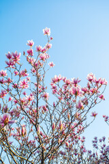 magnolia flower in the garden on a background of blue sky.