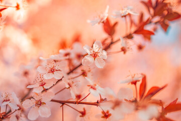Dream floral garden. Magical wonderful stunning spring flowers. Sunset sunrise cherry blossom closeup, relax tranquil nature macro. Blurred tree with sky and romantic colors. Blooming romantic nature