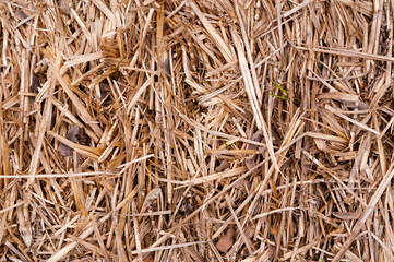 close up of dry straw