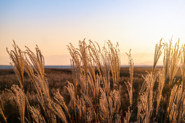 Beautiful Reed and sunset in Eulsukdo, Busan, South Korea.