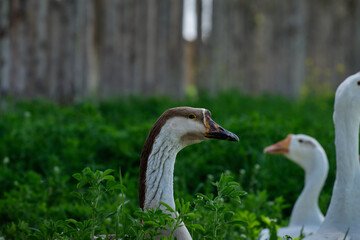 White geese in green grass on a walk in the field