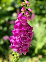 Beautiful digitalis purpurea, the foxglove or common foxglove