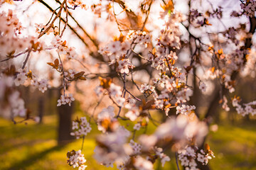 Dream floral garden. Magical wonderful stunning spring flowers. Sunset sunrise cherry blossom closeup, relax tranquil nature macro. Blurred tree with sky and romantic colors. Blooming romantic nature