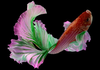 Close up of red pink betta fish. Beautiful Siamese fighting fish, Betta splendens isolated on black background. (Ikan Cupang)