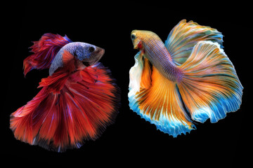 Beautiful movement of red and yellow Betta, Siamese fighting fish, Two betta fish are fighting,...