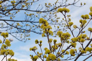 maple tree yellow flowers and buds on a blue background